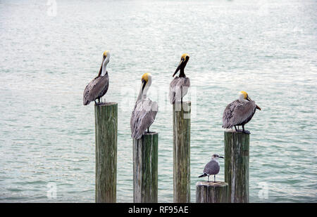 Pelikane und Möwen auf Holz-pilings Dock in der inneren Küstengewässer Stockfoto