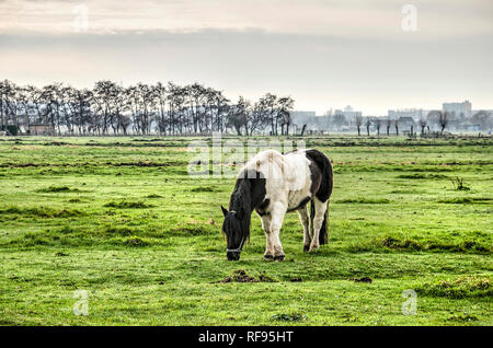 Schwarze und weiße Pferde grasen auf einer Wiese in der Polderlandschaft von Midden Delfland, südlich von Delft, Niederlande Stockfoto