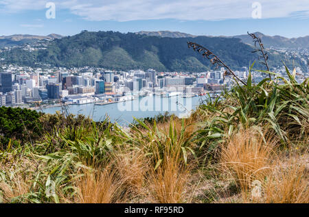 Blick von Neuseelands Hauptstadt Wellington von Mt Victoria Aussichtspunkt, an einem warmen Herbsttag. Stockfoto