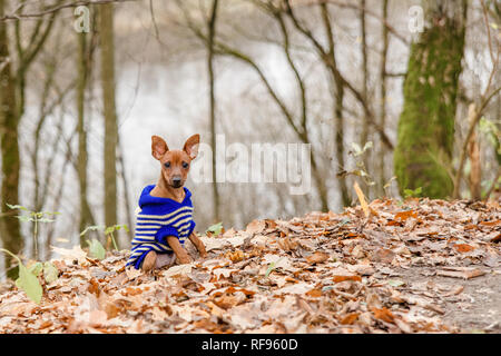 Lustig Hund, Toy Terrier, ein stilvoll gekleideten kleinen Hund in einem blauen Pullover, vor dem Hintergrund der späten Herbst. Kleidung für Hunde. Stockfoto