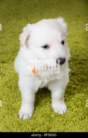 Baby Schweizer Schäferhund sitzend auf grünen Teppich Stockfoto