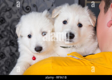 Mann hält auf seiner Schulter zwei Welpen Schweizer Schäferhund Stockfoto