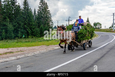 Siebenbürgen, Rumänien - 30. Juli 20018: Ein Pferd zieht ein Warenkorb, in dem drei Personen sitzen auf einer Ladung Äste Fichte sind. Auf einem cou fotografiert. Stockfoto