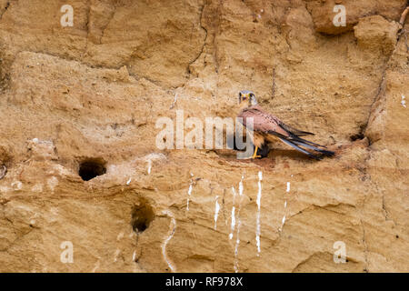 Ein männlicher Turmfalke (Falco tinnunculus) sitzt auf einem löss Wand, Österreich Stockfoto