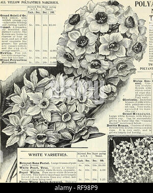 . Katalog der Herbst Glühlampen: 1898. Saatgut Industrie und Handel Kataloge; Gemüse; Blumen Samen Samen Kataloge Kataloge; Gräser, Samen Kataloge, Leuchtmittel (Pflanzen) Samen Kataloge. 24 PETER HENDERSON &Amp; CO., NEW YORK - Glühbirnen für Herbst einpflanzen. Alle GELBE PRIMEL NARZISSEN Grand Soleil d'Or. Reich gelb, mit rötlich-orange Schale - afavorite Betten und schneiden Vielzahl Sonnenuntergang. Eine remarka-bly Schöne und ausgeprägte Vielfalt. Die Blüten sind in Gruppen von vier oder mehr getragen, und sind der Exquisitesten fra-grance, die Blütenblätter sind Kanarische Inseln - Gelb, und die Tasse reichen Orange - Scharlach Newton. Feine yel - Stockfoto