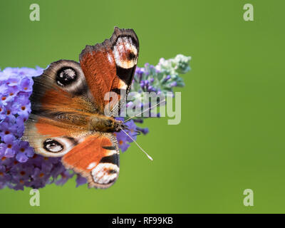 Ein tagpfauenauge (Nymphalis io, Nymphalidae) sitzt auf einem Schmetterling Bush (buddleja), grüner Hintergrund Stockfoto