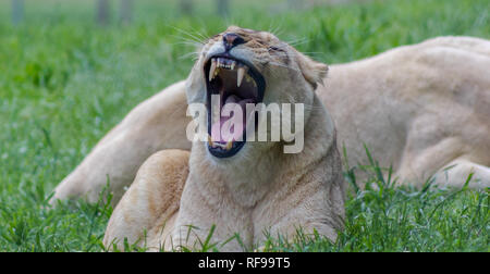 Weibliche Löwen Gähnen Stockfoto