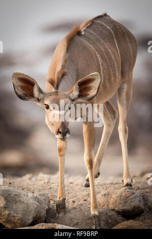 Onguma Game Reserve ist eine Private Reserve auf der östlichen Grenze des Etosha National Park, bietet einen atemberaubenden trockenen Landschaften und ausgezeichnete Wildlife Stockfoto