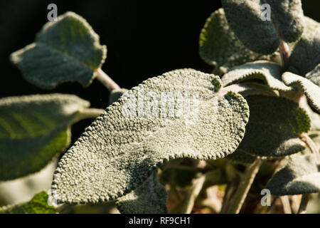 Schönen gemeinsamen Salbeiblätter in sonniger Garten, Salbeiblätter mit feinen Haaren bedeckt Stockfoto