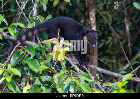 Ein südamerikanischer Nasenbär, der waschbär, lebt im Regenwald des Amazonasbeckens in Loreto, Peru Stockfoto