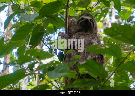 Eine junge Drei-toed Sloth im Amazonas Regenwald von Peru ist spannend für Ecotourists Nahaufnahme zu sehen Stockfoto