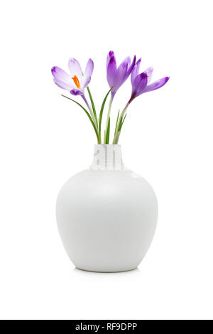 Crocus Blumen in Weiß Vase, isoliert auf weißem Stockfoto