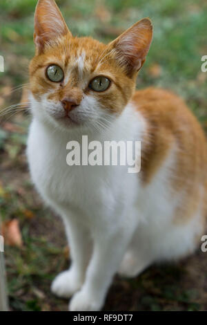 Niedlichen weißen und orangefarbenen Katze sitzt auf dem Boden außerhalb Stockfoto