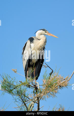 Graureiher Ardea cinerea, thront in der Tamariske Camargue Provence Frankreich Stockfoto