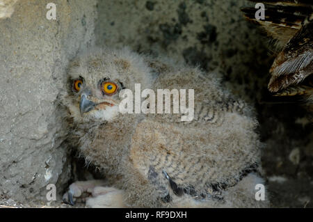 Uhu Bubo bubo, Küken, oder Eagle-Owl Küken Camargue Frankreich Stockfoto