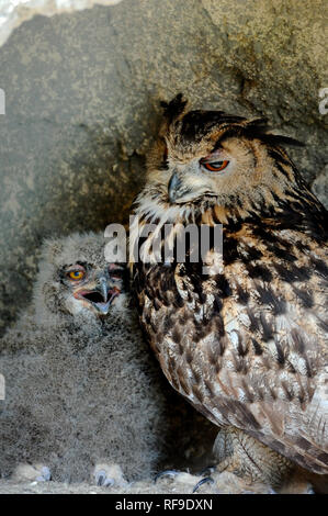 Europäische oder Eurasian Eagle Owl, Bubo bubo, & Küken Camargue Provence Frankreich Stockfoto