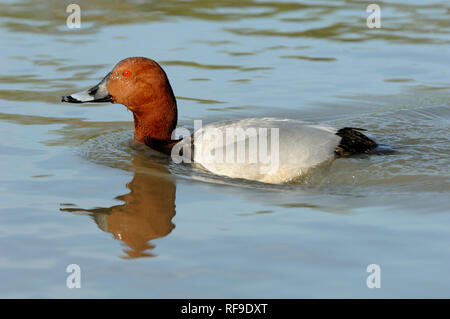 Männliche gemeinsame Pochard, Aythya ferina, Schwimmen & Wider in Etang Vaccarès See Camargue Frankreich Stockfoto