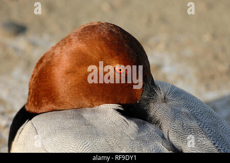 Portrait der männlichen Gemeinsame Pochard Aythya ferina, ruht, Camargue Frankreich Stockfoto