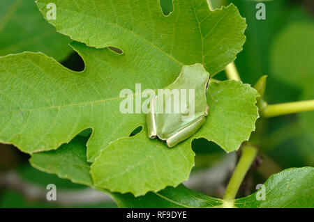 Laubfrosch, Hyla arborea, früher bekannt als Rana arborea, getarnt auf ähnlichen Grün Blatt in der Camargue Feuchtgebiete Provence Frankreich Stockfoto