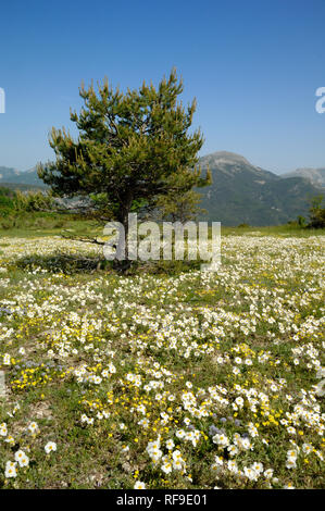 Wilde Blumenwiese oder Frühlingswiese, einschließlich Weißen Felsen - Rose, Helianthemum apenninum, Courchons in den Regionalparks Verdon Provence Frankreich Stockfoto