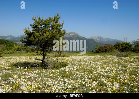 Wilde Blumenwiese oder Frühlingswiese, einschließlich Weißen Felsen - Rose, Helianthemum apenninum, Courchons in den Regionalparks Verdon Provence Frankreich Stockfoto