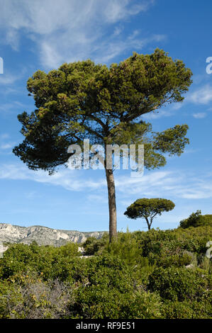 Paar Pinien oder Regenschirm Kiefern, Pinus Pinea, oberhalb der Calanque d'En Vau und der Mittelmeerküste, Calanques Nationalpark, Provence, Frankreich Stockfoto