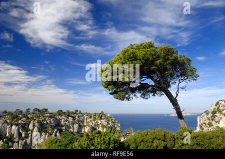 Wind-Deformed Zirbe oder Regenschirm Kiefern, Pinus Pinea, oberhalb der Calanque d'En Vau & Mediterrane Küste, Calanques Nationalpark, Provence, Frankreich Stockfoto