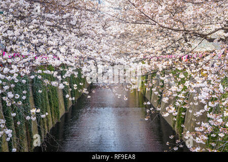 Cherry Blossom gesäumt Meguro Canal in Tokio, Japan. Stockfoto