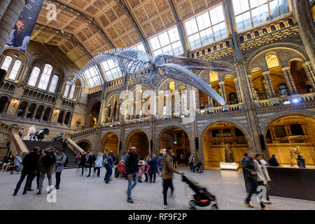 Hintze Hall Natural History Museum London Anzeige eines Blauwals Skelett an der Decke Stockfoto