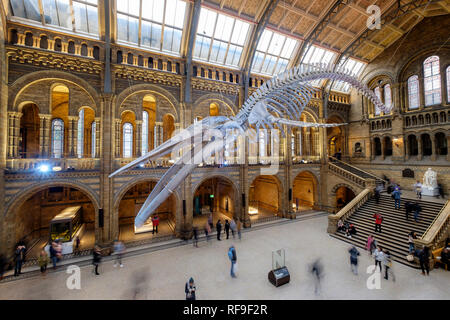 Hintze Hall Natural History Museum London Anzeige eines Blauwals Skelett an der Decke Stockfoto