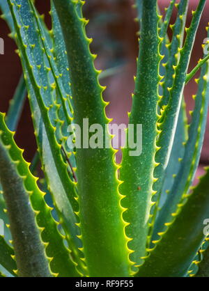 Natürliches Licht scheint auf die Dornen auf ein Aloe verlassen, draußen im Garten Bild im Hochformat Stockfoto