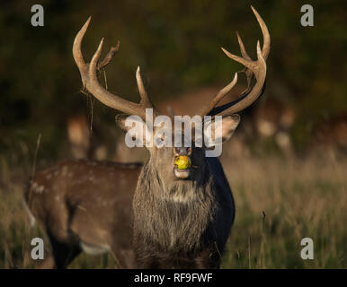 Sika Deer Stag, Apfel essen, während der Brunftzeit, Curvus elaphus, Fountains Abbey, North Yorkshire, England, Großbritannien Stockfoto