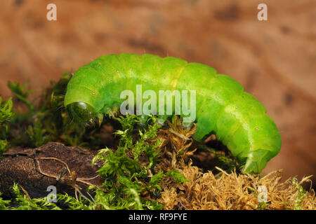 Winkel Schattierungen Motte Caterpillar (Phlogophora meticulosa) auf der Seite des Ast. Tipperary, Irland Stockfoto