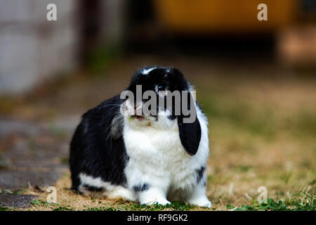 Löwenkopf-Kaninchen/Klappkaninchen Stockfoto