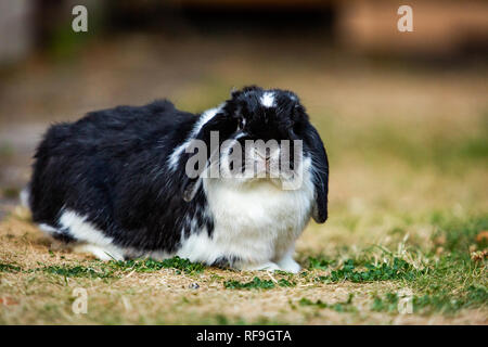 Löwenkopf-Kaninchen/Klappkaninchen Stockfoto