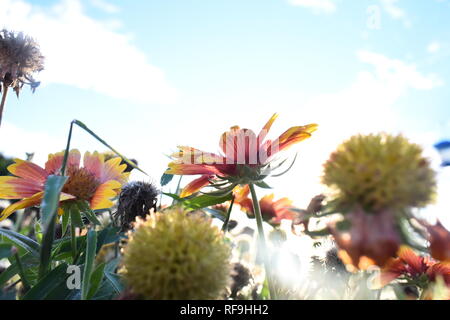 In der Nähe der Decke Blume (Gaillardia pulchella) mit blauem Himmel und Wolken im Hintergrund Stockfoto