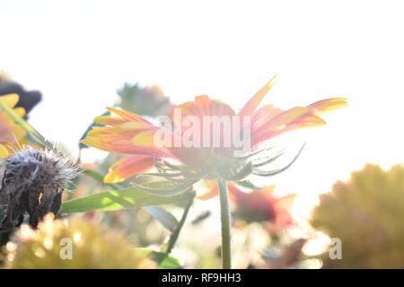 In der Nähe der Decke Blume (Gaillardia pulchella) mit Sun flare Stockfoto