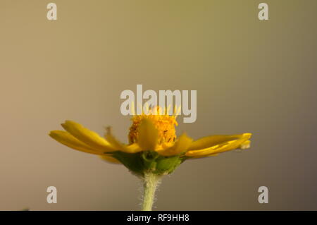 In der Nähe des gelben Decke Blume (Gaillardia pulchella), isoliert mit weichem Hintergrund Stockfoto