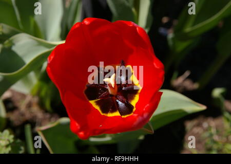 Nahaufnahme von roten Tulpe Blume Stockfoto