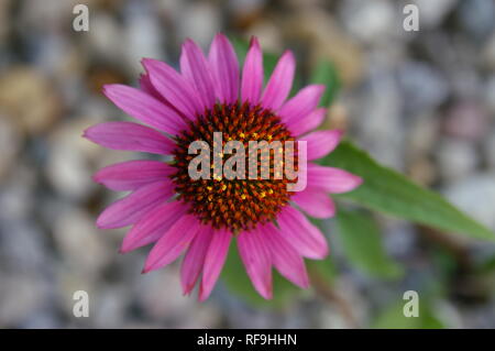 Nahaufnahme einer einzelnen Sonnenhut (Echinacea purpurea) Stockfoto