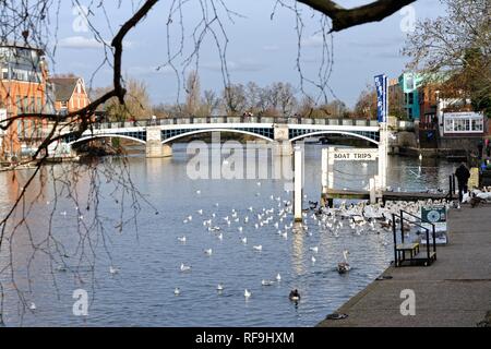 Menschen Wasservögel Fütterung am Flussufer im Windsor an einem Wintertag, Berkshire England Großbritannien Stockfoto