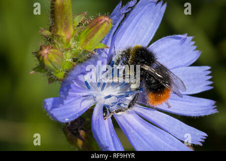 Steinhummel, Stein-Hummel, Bombus lapidarius, Pyrobombus lapidarius, Melanobombus lapidarius, Aombus lapidarius, beim Blütenbesuch in Wegwarte, Ne Stockfoto