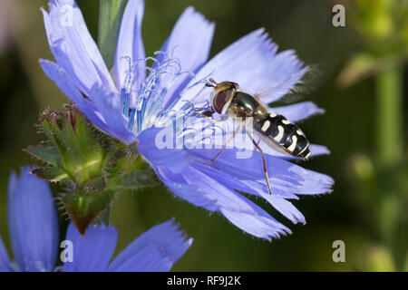 Späte Großstirnschwebfliege, Späte Großstirn - Schwebfliege, Weiße Dickkopf-Schwebfliege, Blasenköpfige Schwebfliege, Halbmondschwebfliege, Halbmond-Sch Stockfoto