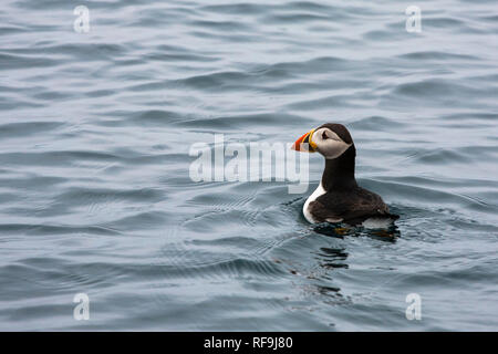 Papageitaucher (Fratercula arctica) aus butterman's Point, Annett, Isles of Scilly, Großbritannien Stockfoto