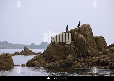 Kormorane (phalacrocoracidae) auf einem Felsen im Norden und Osten Porth, Annett, Isles of Scilly, Großbritannien Stockfoto