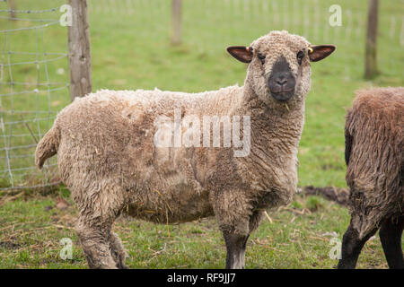 Ein einzelnes Schaf stehend in einem grünen Feld in der englischen Landschaft, Schäferei. Stockfoto