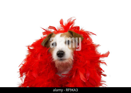 Lustig HUND IN MARDI GRAS CARNIVAL RED FEATHER BOA. Isolierte STUDIO SHOT vor weißem Hintergrund. Stockfoto