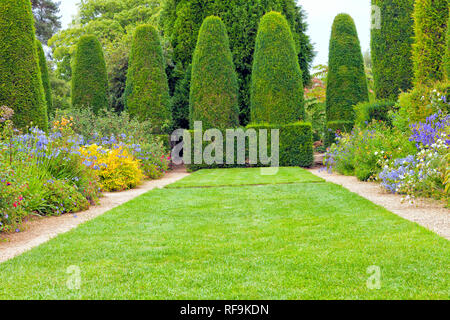 Gras weg zwischen Cottage Blumen in voller Blüte, führenden geformte Formgehölze Bäume zu Kegel, im Englischen Garten, an einem sonnigen Sommertag. Stockfoto
