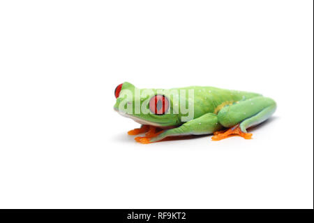 Red Eyed Tree Frog auf weißem Hintergrund Stockfoto