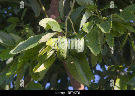 Zwei kleine reife Avocados am Baum kurz vor der Ernte Stockfoto